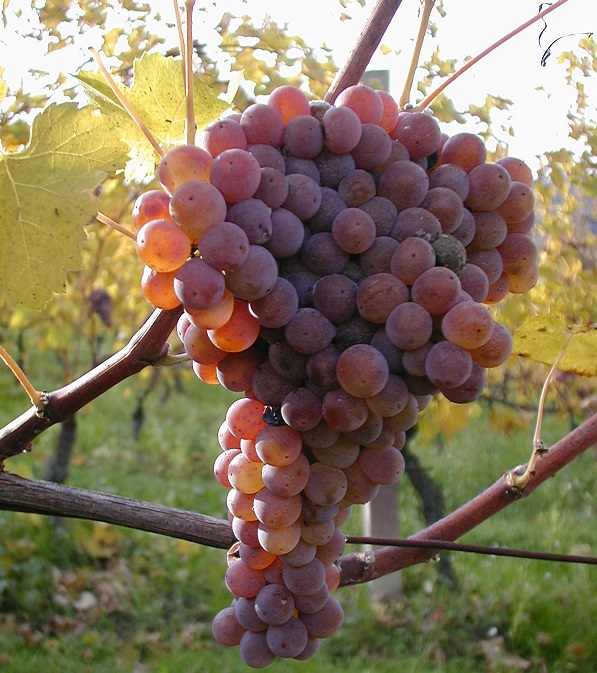 0Sartarelli - Balciana grapes